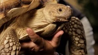 7 Cool Facts about Sulcata Tortoise | Pet Reptiles