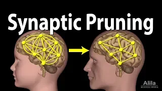 Synaptic Pruning, Animation