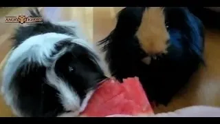 Animals Enjoy Eating Watermelons Compilation HD