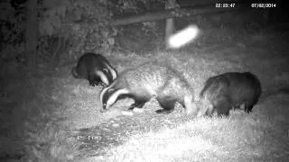 Badger whine, growl, chatter and chase ! - with sound