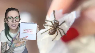 Beautiful RARE Avics & *AMAZON SAPPHIRE* UNBOXING - trying the NEW Vday Tarantula Cribs Rehouse!