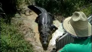 Tripod.....one huge croc.