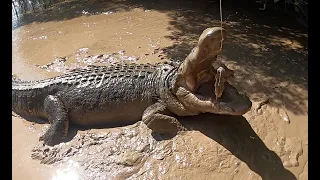 Kakadu, Monster Crocodiles and Waterfalls