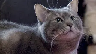 How Do You Like Meow: Harold and Ninja