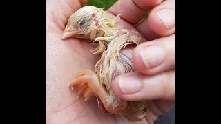 Chicks & Broody Hens: Caring for chicks that struggle to hatch