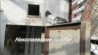 Николаевские голуби!