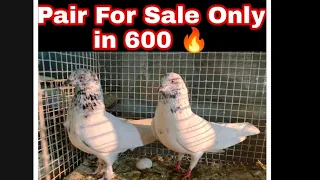Pigeon Pair For Sale Only in 600 🔥 || Kabutar Pair in Low Price || High Flyer Pair || #pigeon #sale