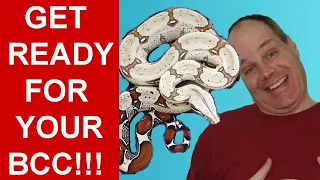 Your First True Red Tail Boa Constrictor- A Complete Starting Guide!