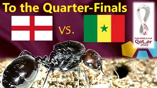 World Cup 2022 Predictions ⚽ England vs Senegal 🐜 Guessing Queen Ant - Round of 16