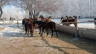 Ағылшын тайлар 600-мың теңге Жамбыл облысы Қордай ауданы Күнбатыс ауылында  тел +77023221681