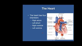 Ch  17   Cardiovascular Emergencies Part 1