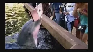 Dolphin snatches iPad