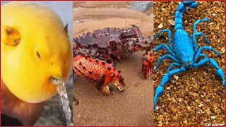 Catching Seafood's 🦐🦀 Deep Sea Creatures (Catch Crab, Catch Fish) - Tik Tok #118