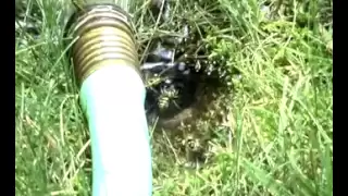 Yellowjacket Nest Vs. Garden Hose