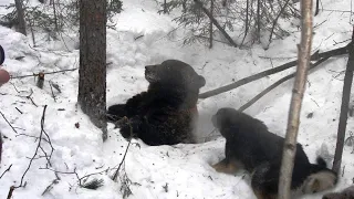 Охота на медведя. Медведь шатун.