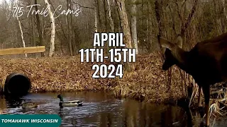 April 11th-15th 2024 Tomahawk Wisconsin Trail Camera Highlights