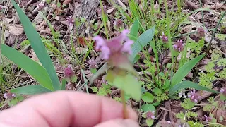 purple dead nettle wild edible medicinal plant identification