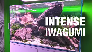 Designed an INTENSE Iwagumi-Georama Aquascape at Aquaflora Gallery w/ Frodo - Layout Analysis