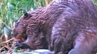 Wonderful magnificent beaver lets it taste. Wundervoller prächtiger Biber lässt es sich schmecken.