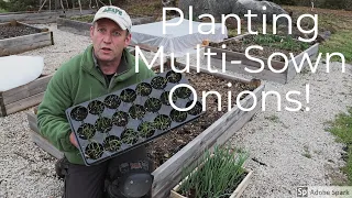 Planting Multi-Sown Onions for Maximum Harvest