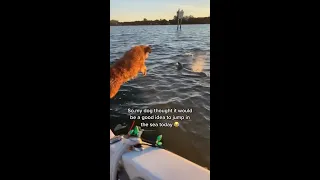 Dog Jumps on Dolphin, Miele NOOO!!! 😱🦈🐬 #Viral Video