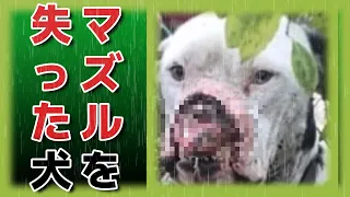 【 鼻のない犬が ゴミ置き場で 泣いていました 】