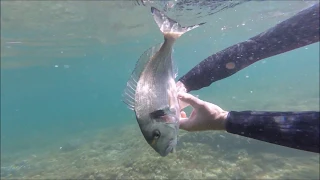 Pêche à la daurade royale à la moule emboitée..