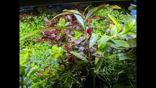 Aquarium Plant Q&A Live Stream - Summer Edition!