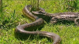 Anaconda Vs Crocodile - Amazing Crocodile Attacks Giant Anaconda Python