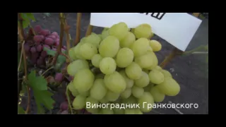 Виноград от Гранковских