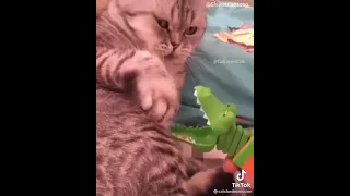 A cat plays with a toy crocodile