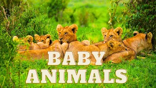 Baby Animals 4K: The World of Young Wildlife