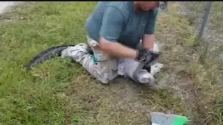 Video of local man saving alligator goes viral