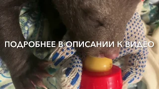 У нас есть свет! И медведь! В конце видео внезапная проблема размером с целого медведя