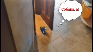 ✅ ЗАКРЫЛИ ПЕТРУНЮ В ТУАЛЕТЕ И СИЛЬНО ОБ ЭТОМ ПОЖАЛЕЛИ!🤣  ЖАКО ПЕТРУНЯ🐦FUNNY PARROT