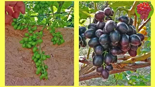 @Проріджуємо грони винограду  Поліпшення врожаю