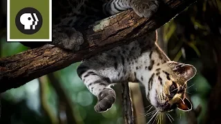 A Cat That Can Walk Vertically