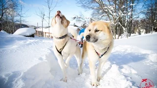 Chien de traineau Jura