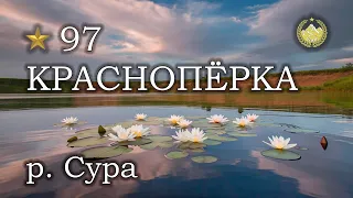 ✮ р. Сура ✮ Краснопёрка ✮ Русская рыбалка 4 ✮