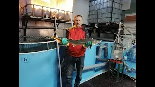 рыбная ферма или УЗВ из гаража готова -на 400 кг осетра (полный обзор и параметры)