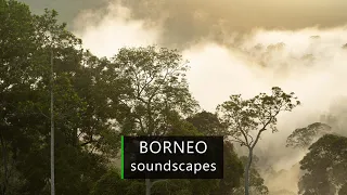 Borneo rainforest - afternoon soundscape in the jungle