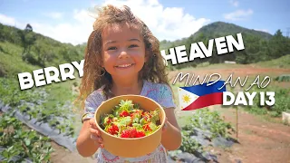 STRAWBERRY Picking PHILIPPINES Secret Farm In MINDANAO