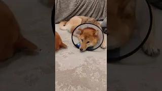 Как Сиба ину поддерживают друг друга (Shiba inu) #shorts