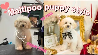 Are you a doll? | Maltipoo puppy dog grooming