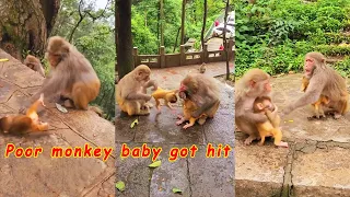 Baby monkey being bullied by big monkey is lucky to have mother monkey beside to protect and comfort