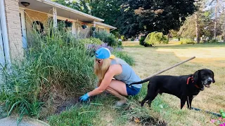 Before & After Overgrown Landscape Transformation at my Moms House. Just a girl and a shovel! LOL 😂