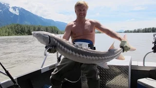 Ловля Осетра  Sturgeon  рыбалка игорь канада fraser river sturgeon fishing