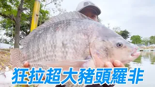 800 fishing ticket plate black pit big non  super pig head big fly ashore  understand Luo Fei habit