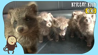 My Husband Brought Nine Baby Raccoon Dogs l Kritter Klub