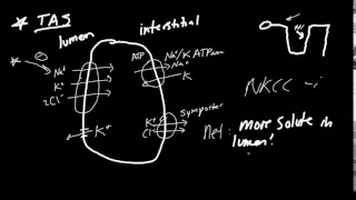 Loop Diuretics Made Simple!